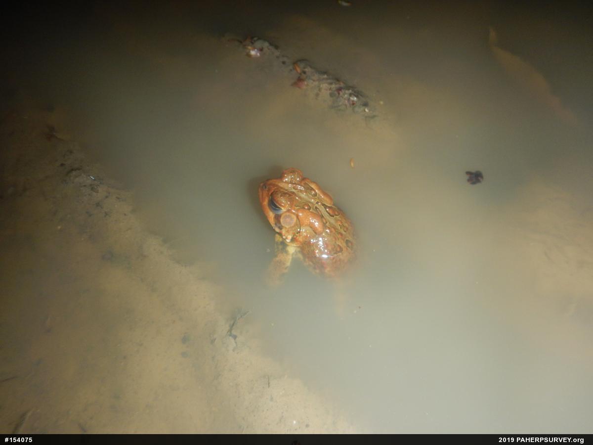 Eastern American Toad