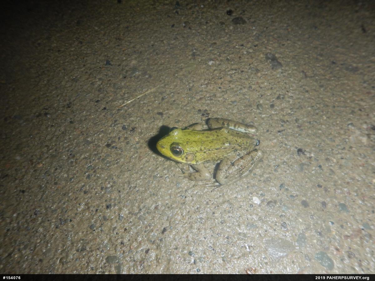 Green Frog