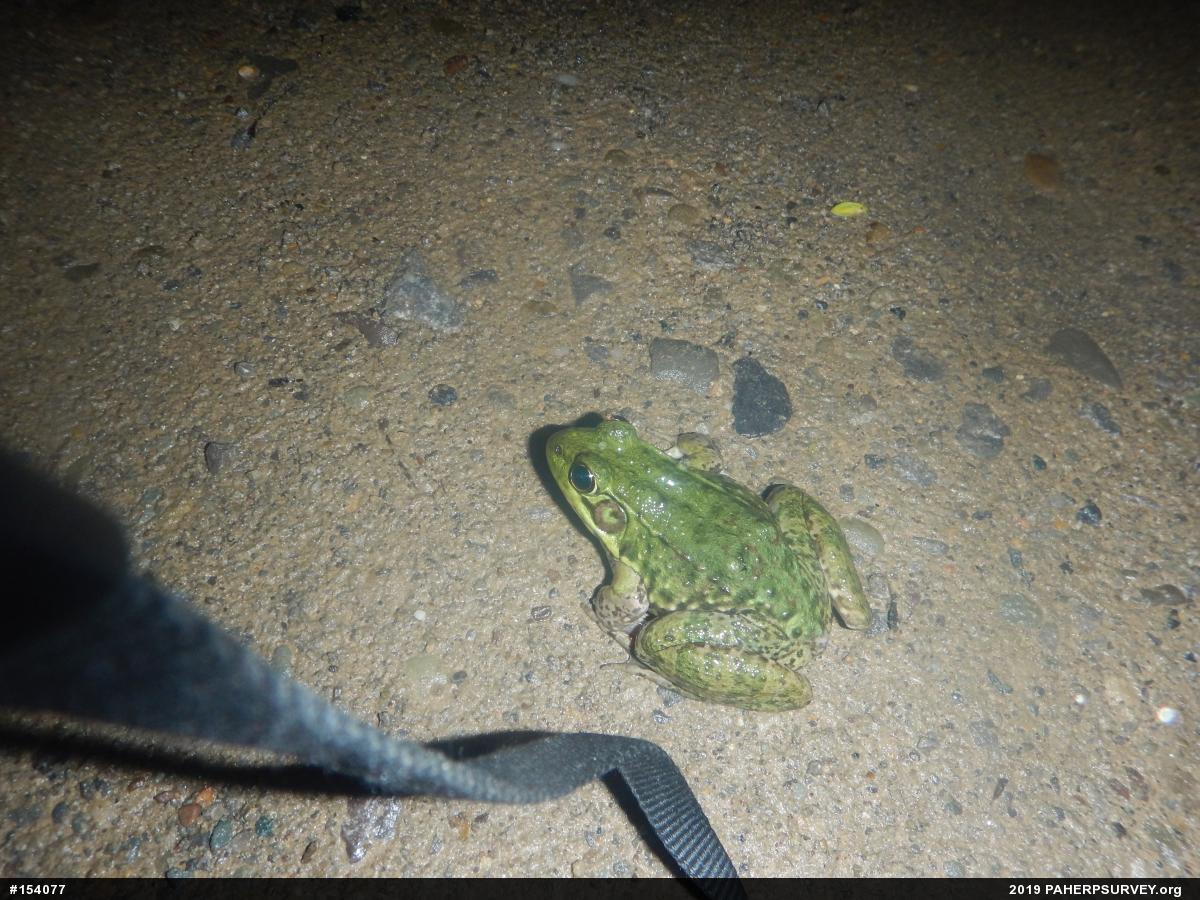 Green Frog