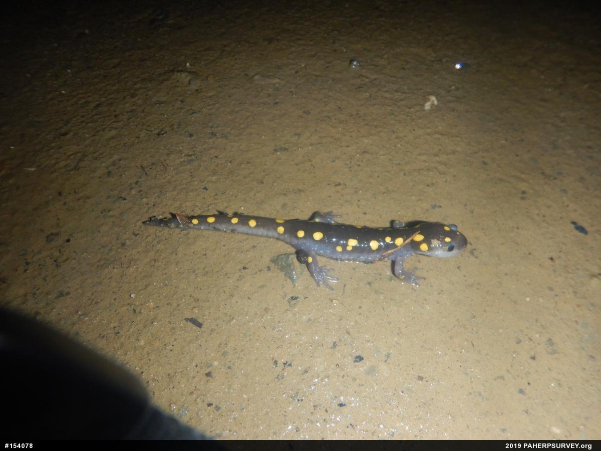 Spotted Salamander