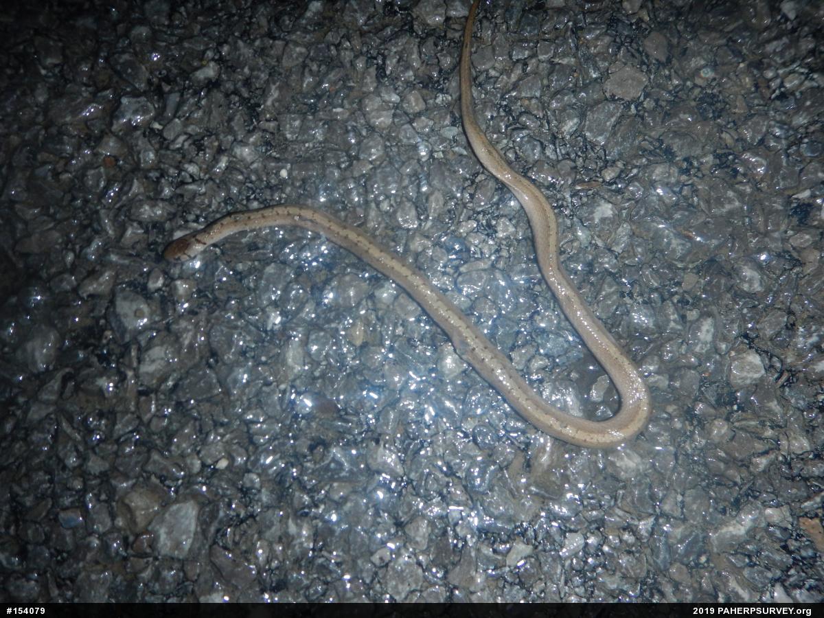Dekay's Brownsnake