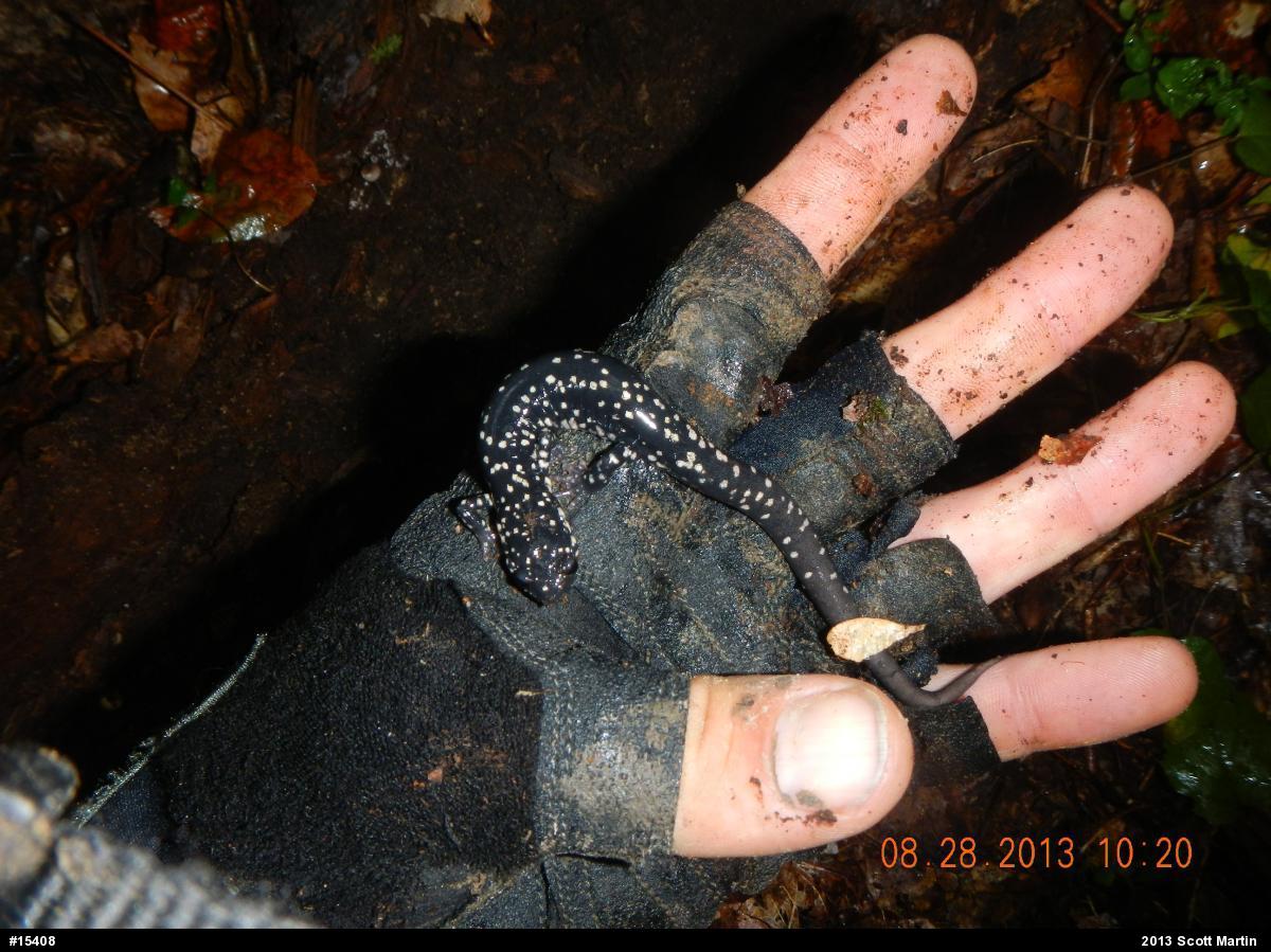 Northern Slimy Salamander
