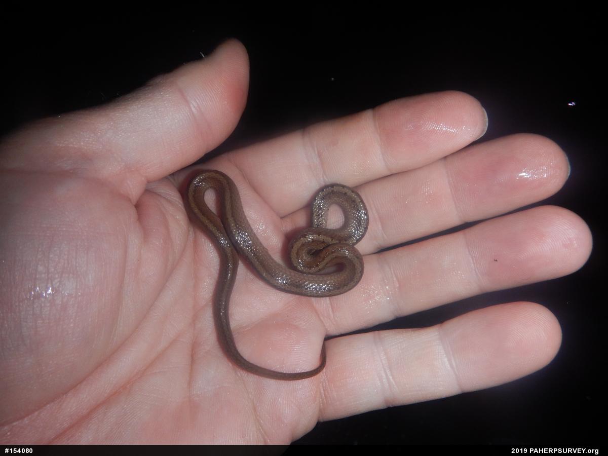 Dekay's Brownsnake