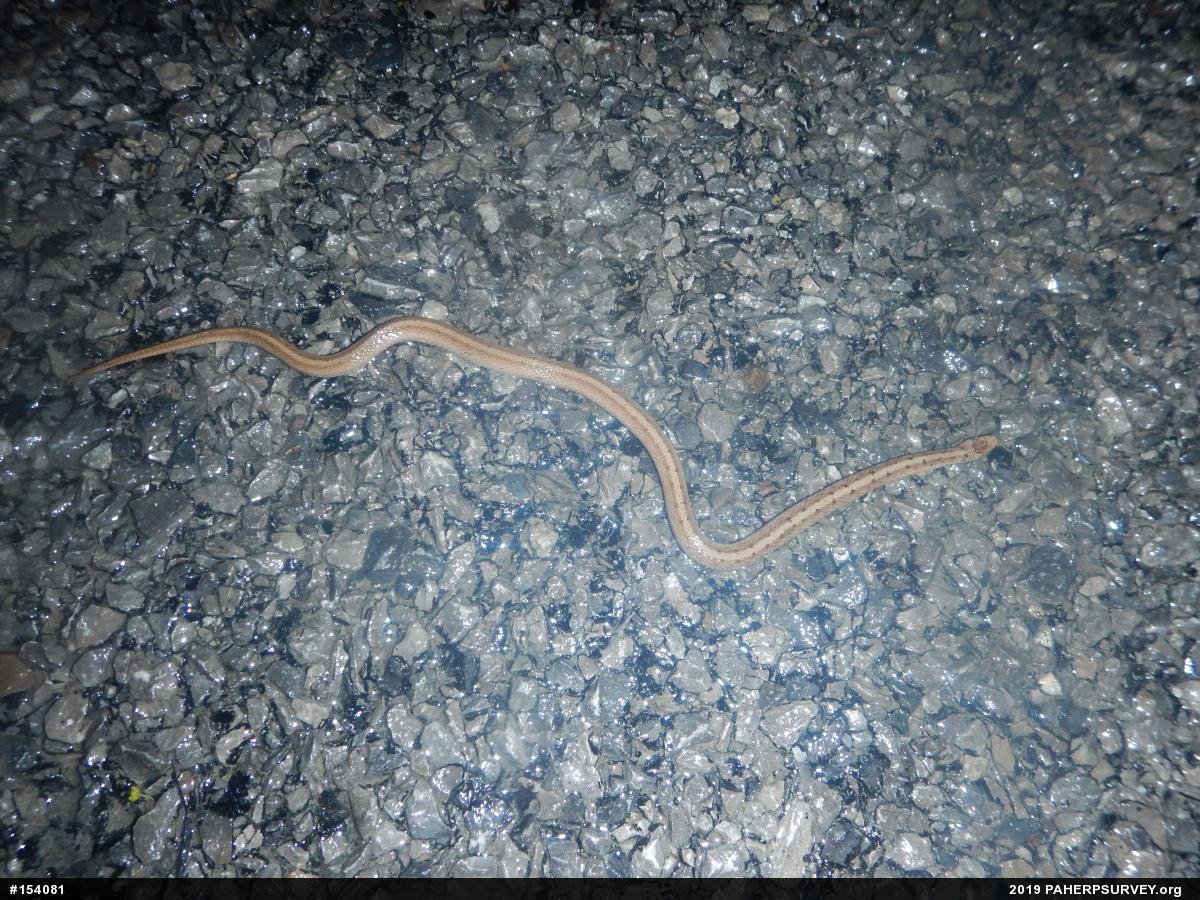 Dekay's Brownsnake