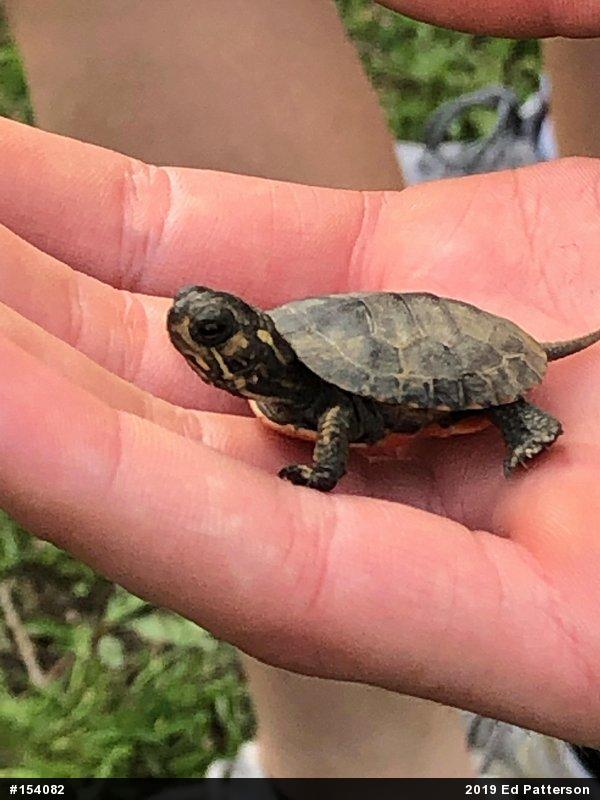 Midland Painted Turtle