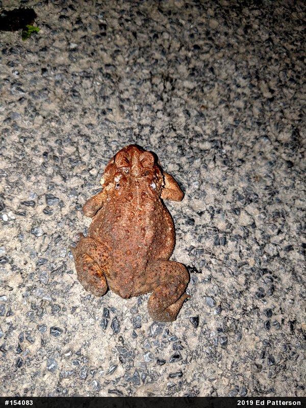 Eastern American Toad