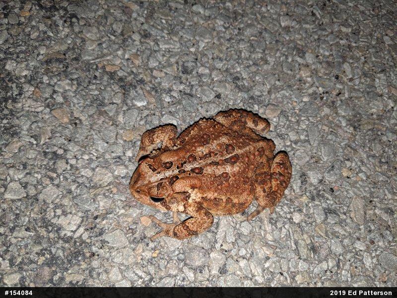 Eastern American Toad