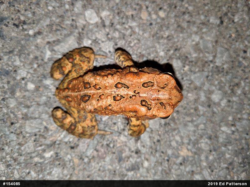 Eastern American Toad