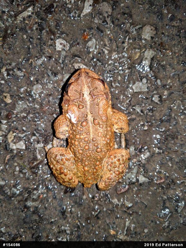 Eastern American Toad