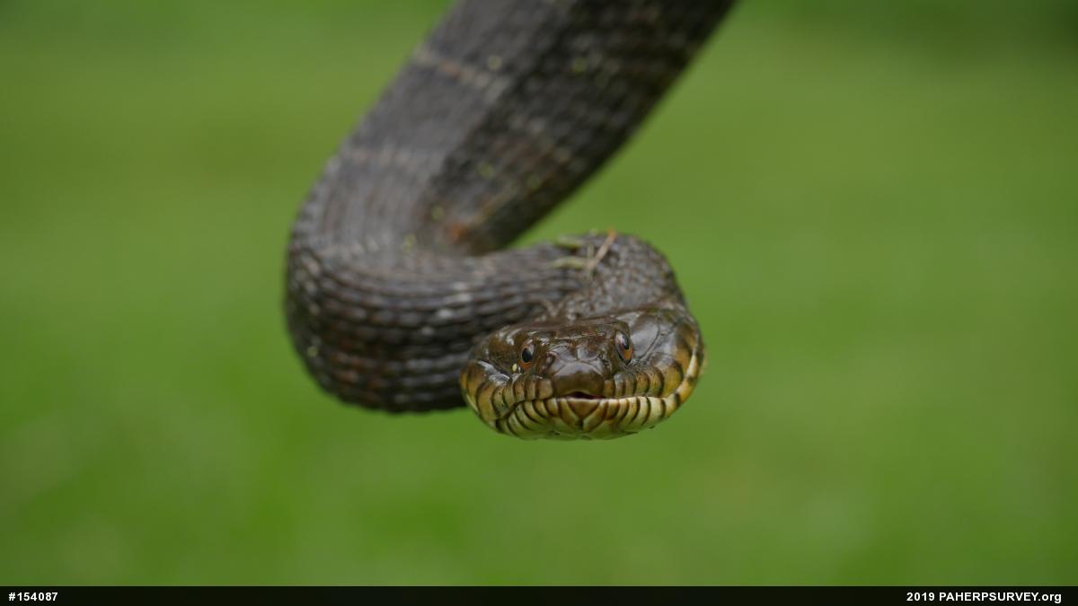 Northern Watersnake