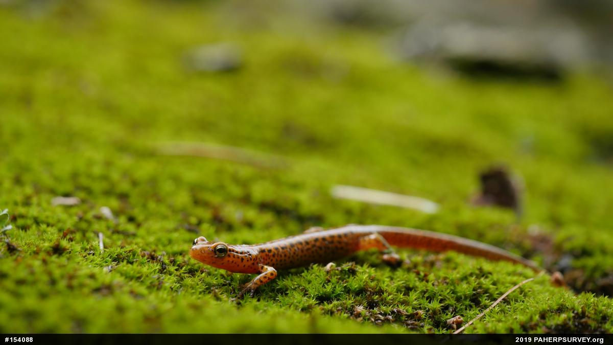 Eastern Long-tailed Salamander