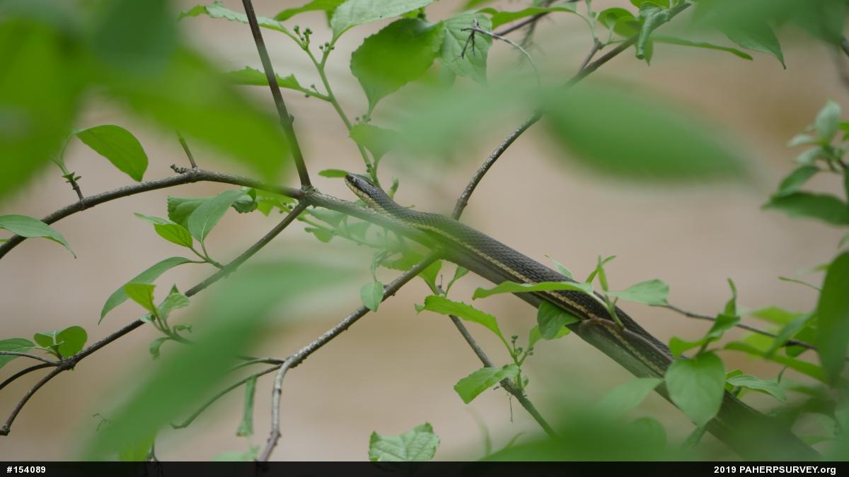 Queensnake