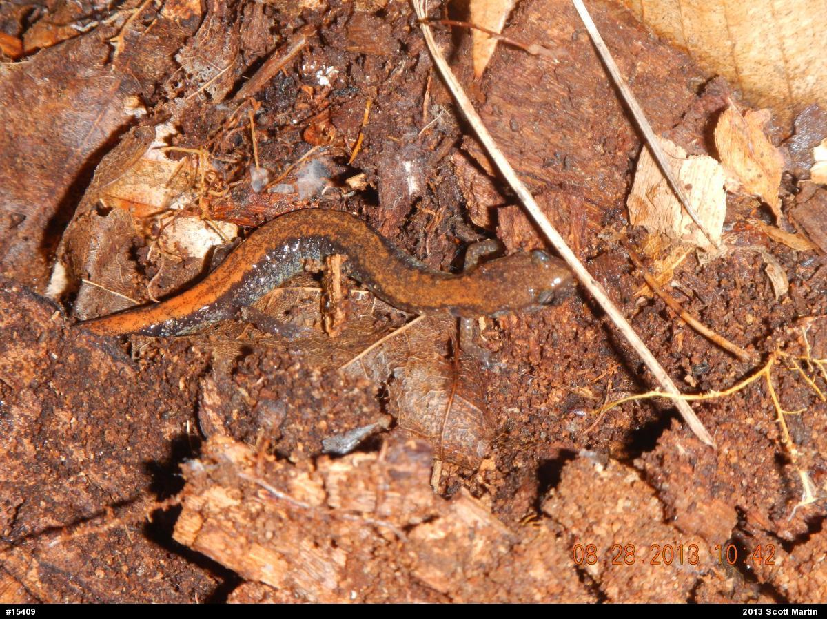 Eastern Red-backed  Salamander