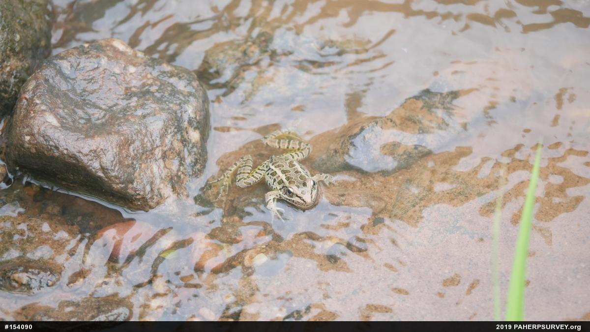 Pickerel Frog