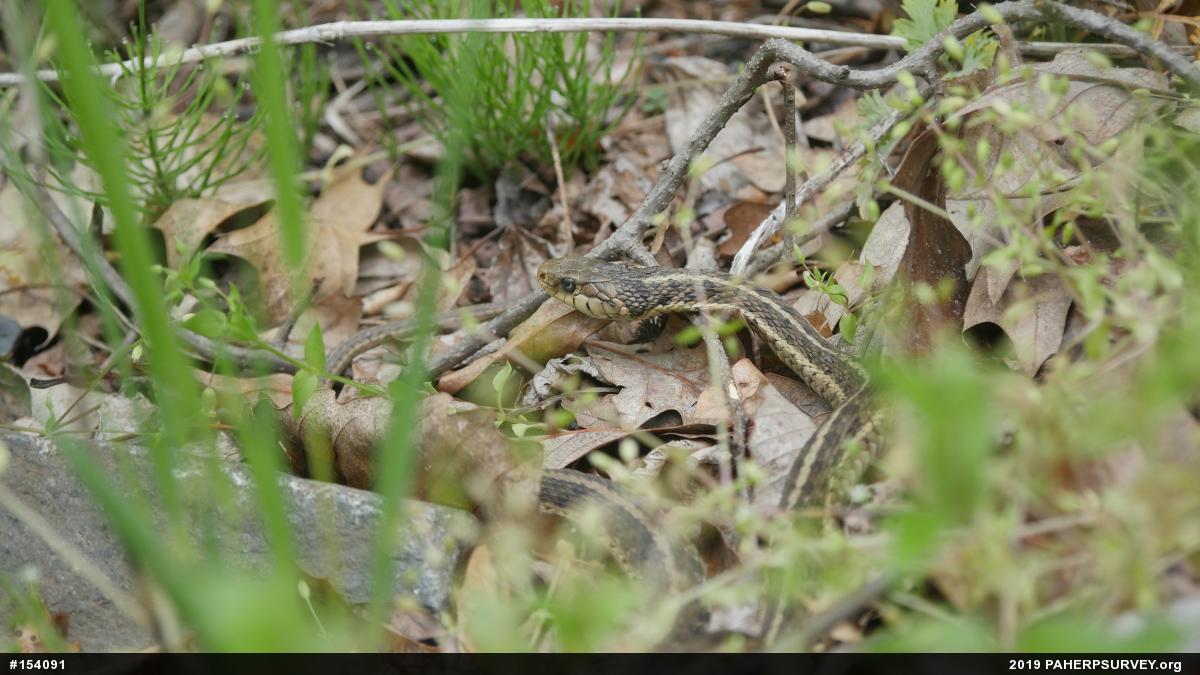 Eastern Gartersnake