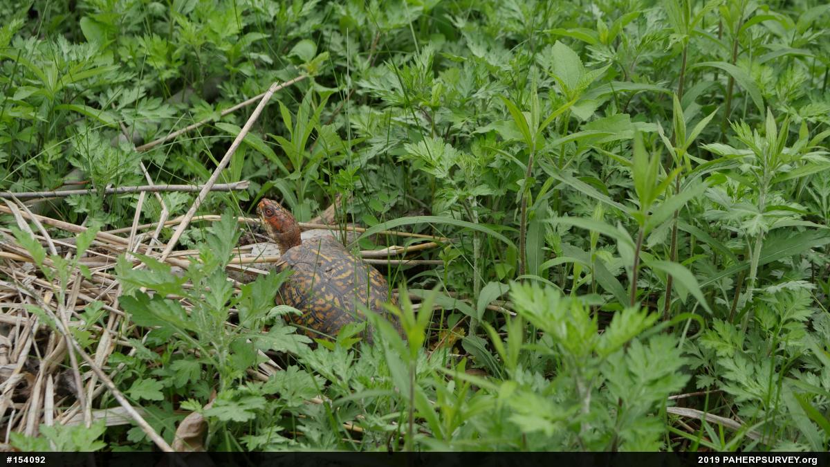 Eastern Box Turtle