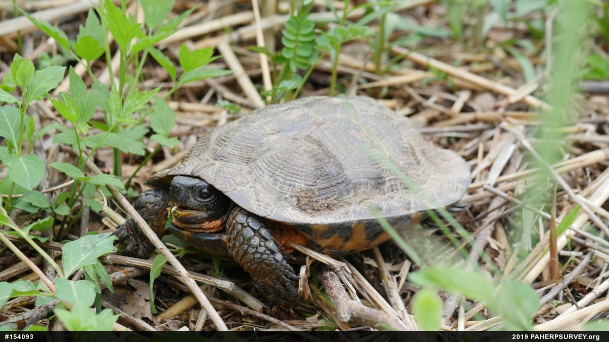 Wood Turtle