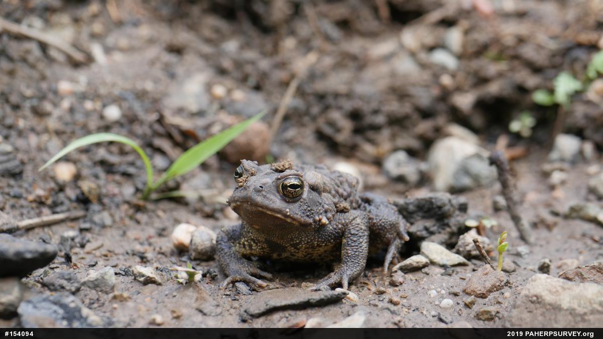 Eastern American Toad
