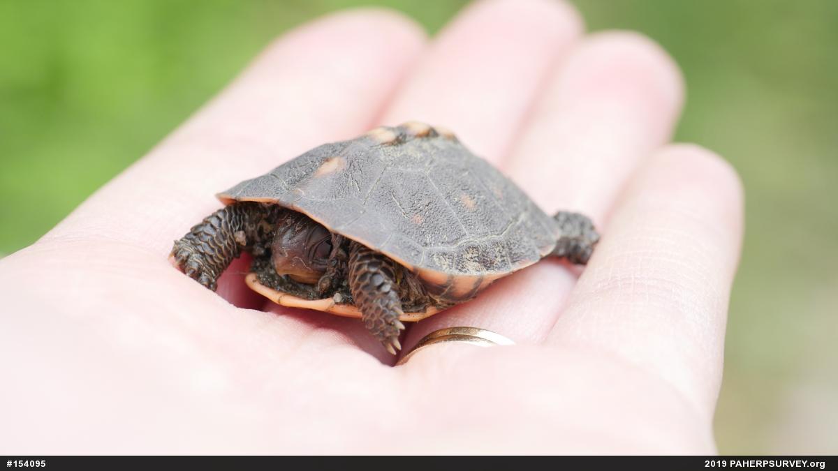 Eastern Box Turtle