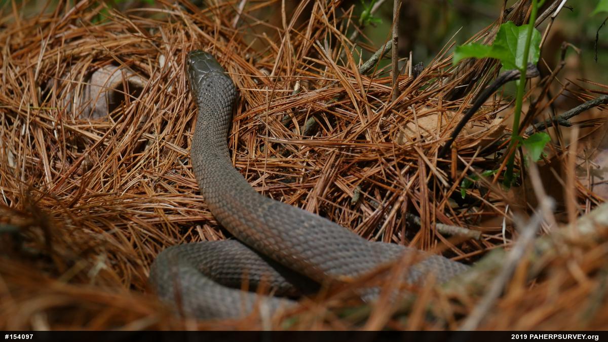Northern Watersnake