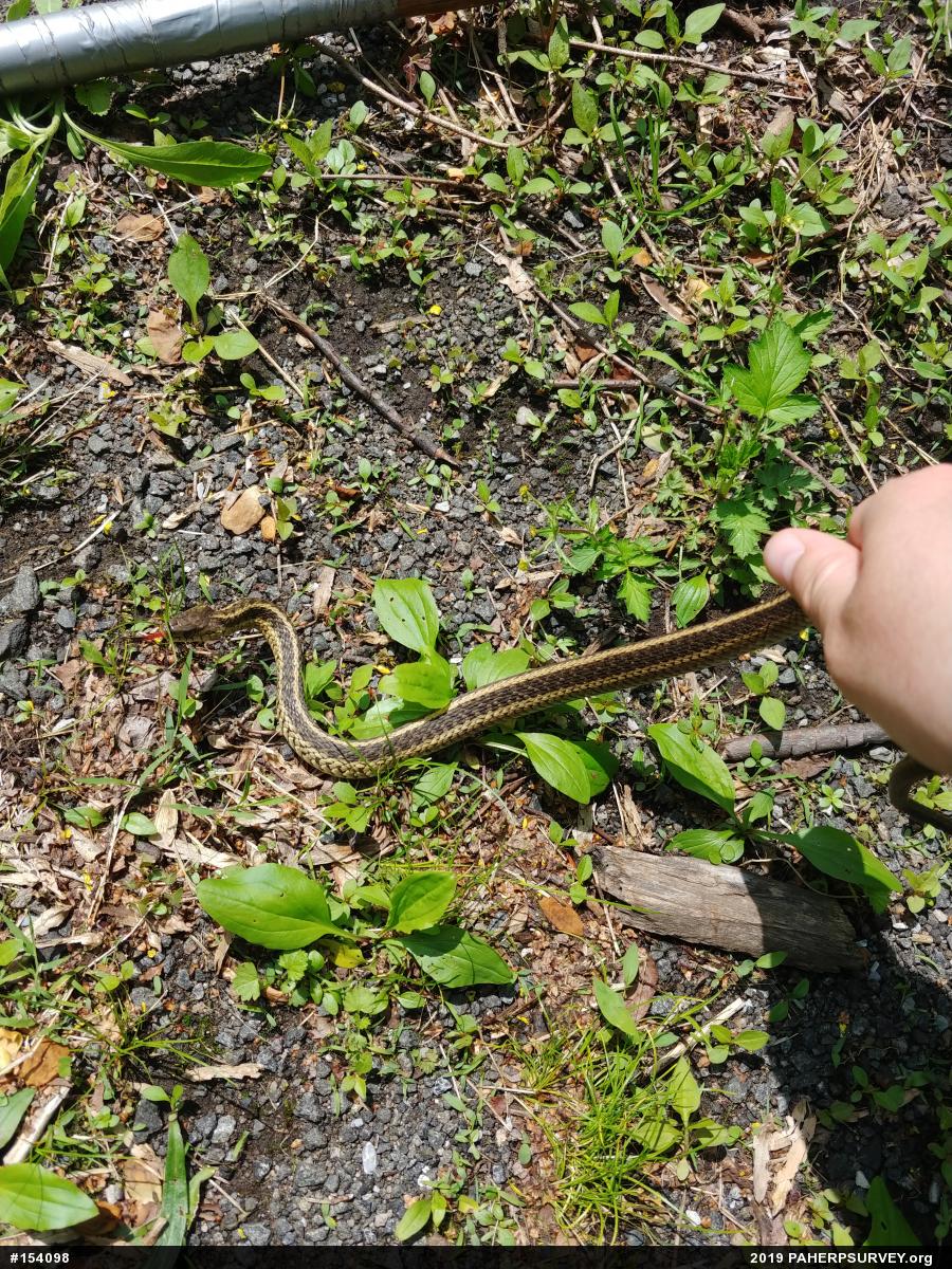 Eastern Gartersnake