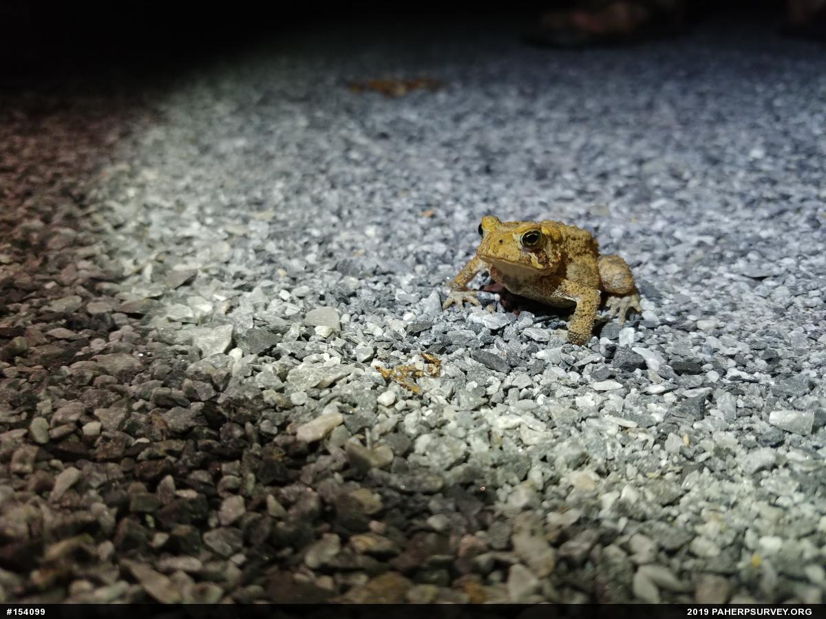 Eastern American Toad