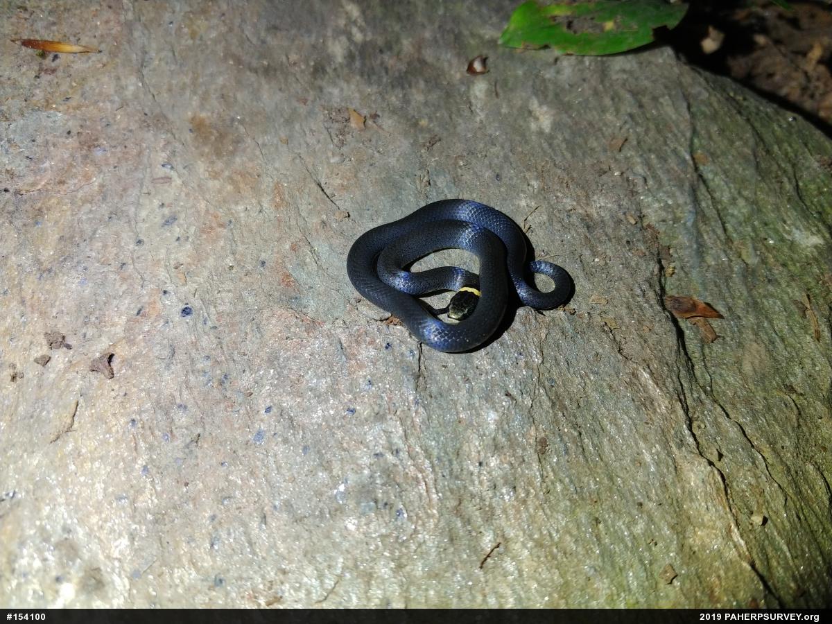Northern Ring-necked Snake