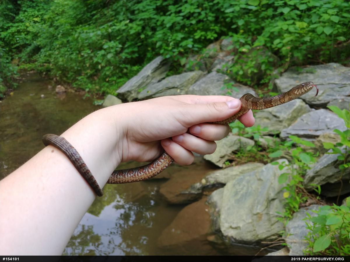 Northern Watersnake