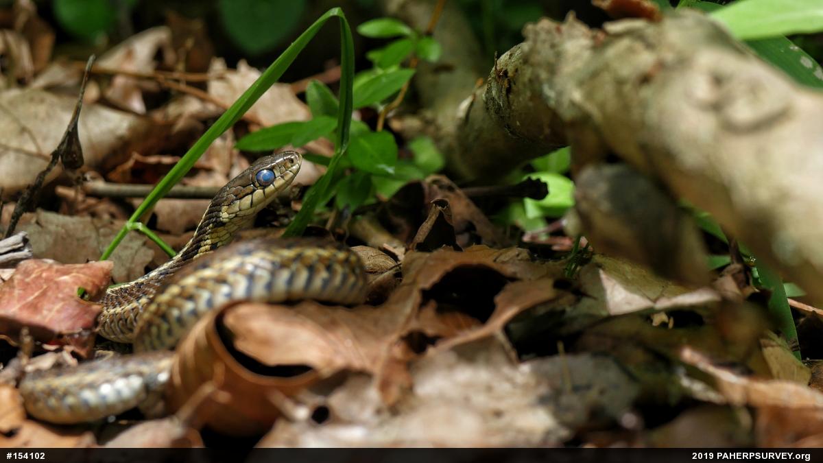 Eastern Gartersnake