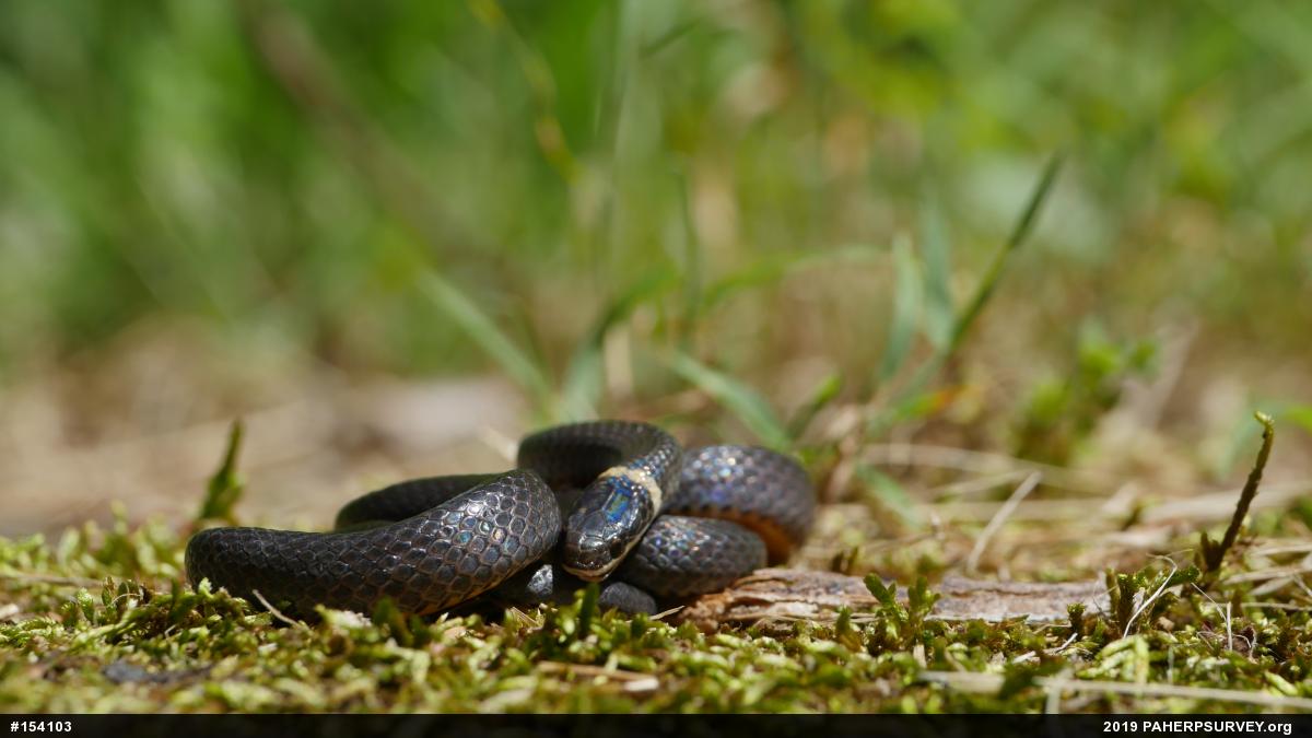 Northern Ring-necked Snake