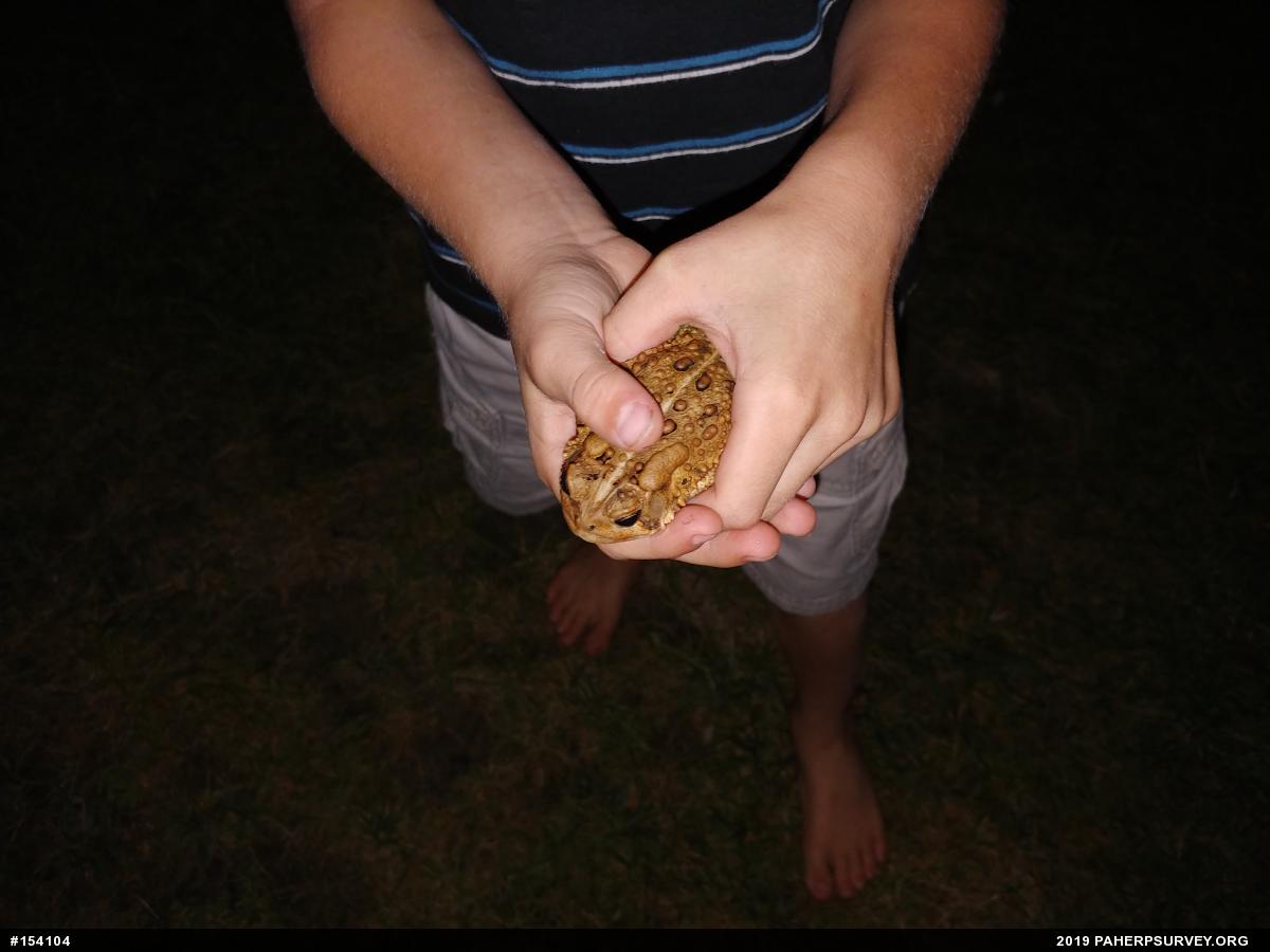 Eastern American Toad