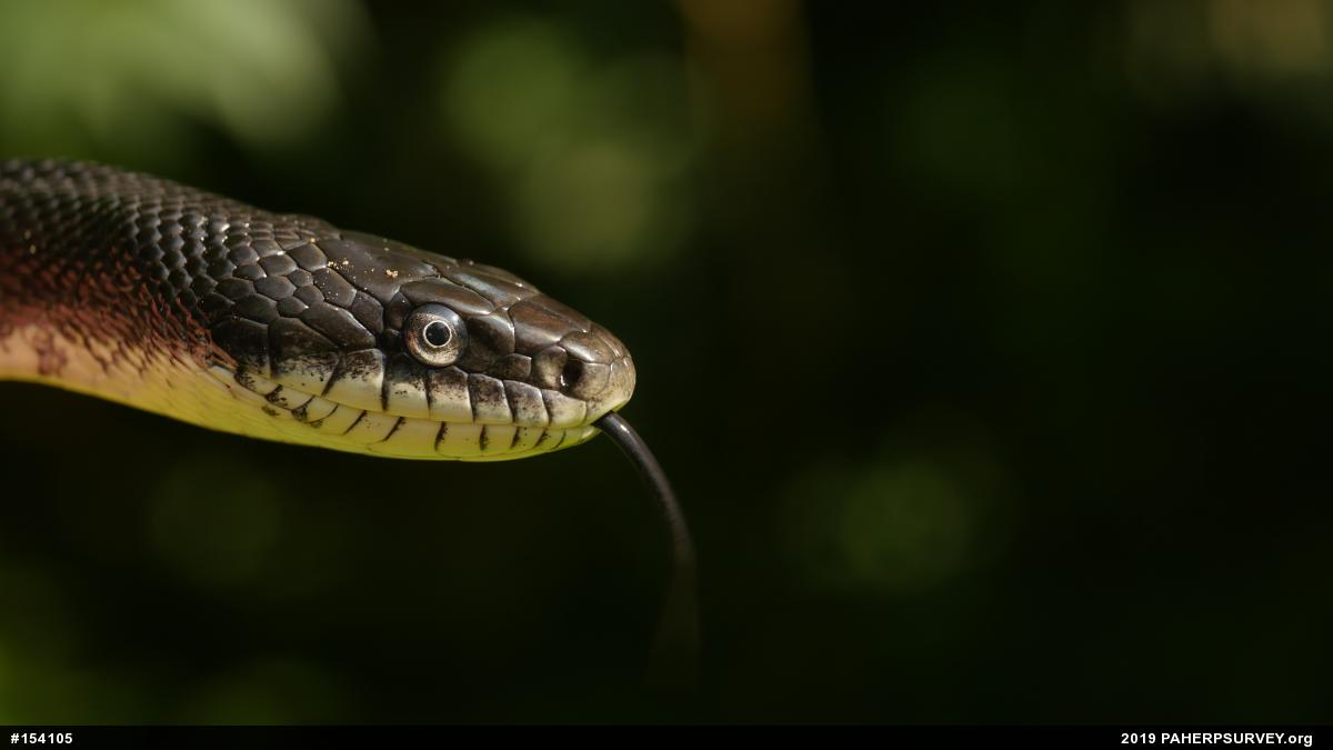 Eastern Ratsnake