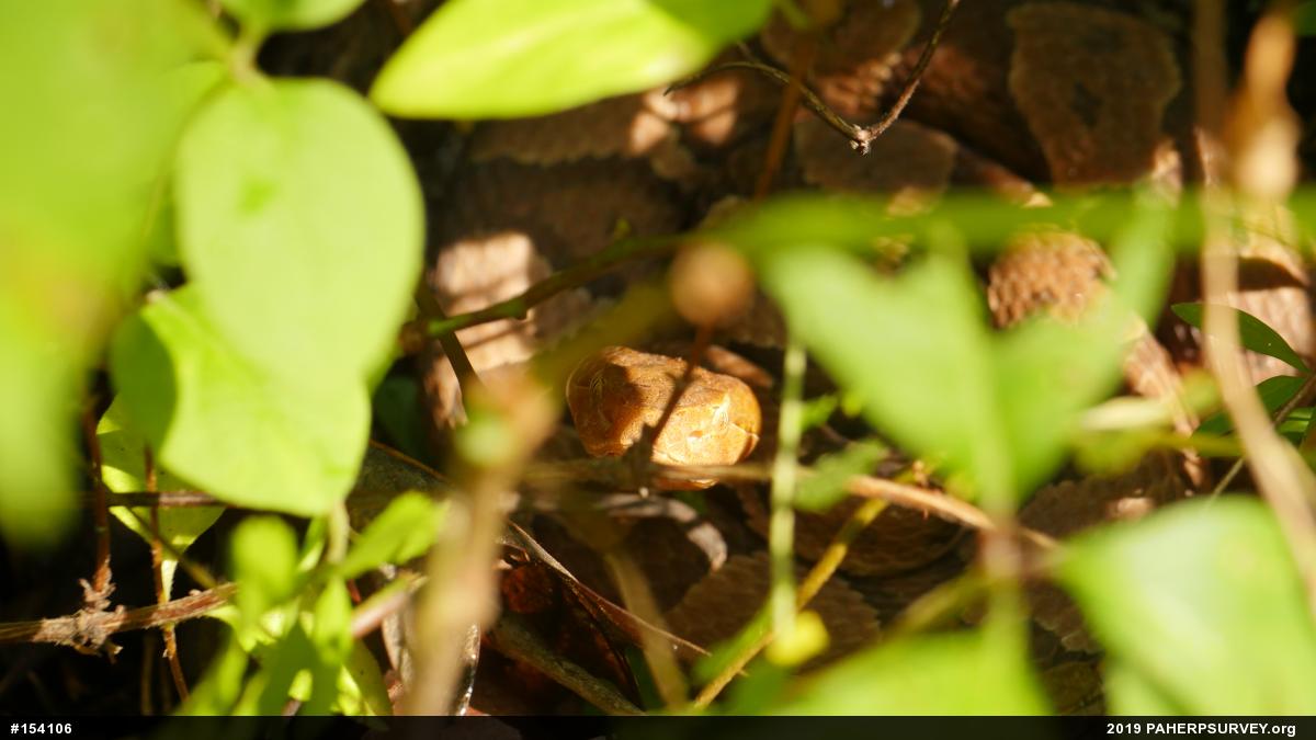 Northern Copperhead