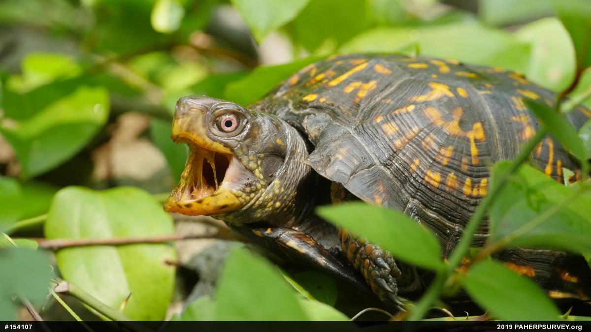 Eastern Box Turtle