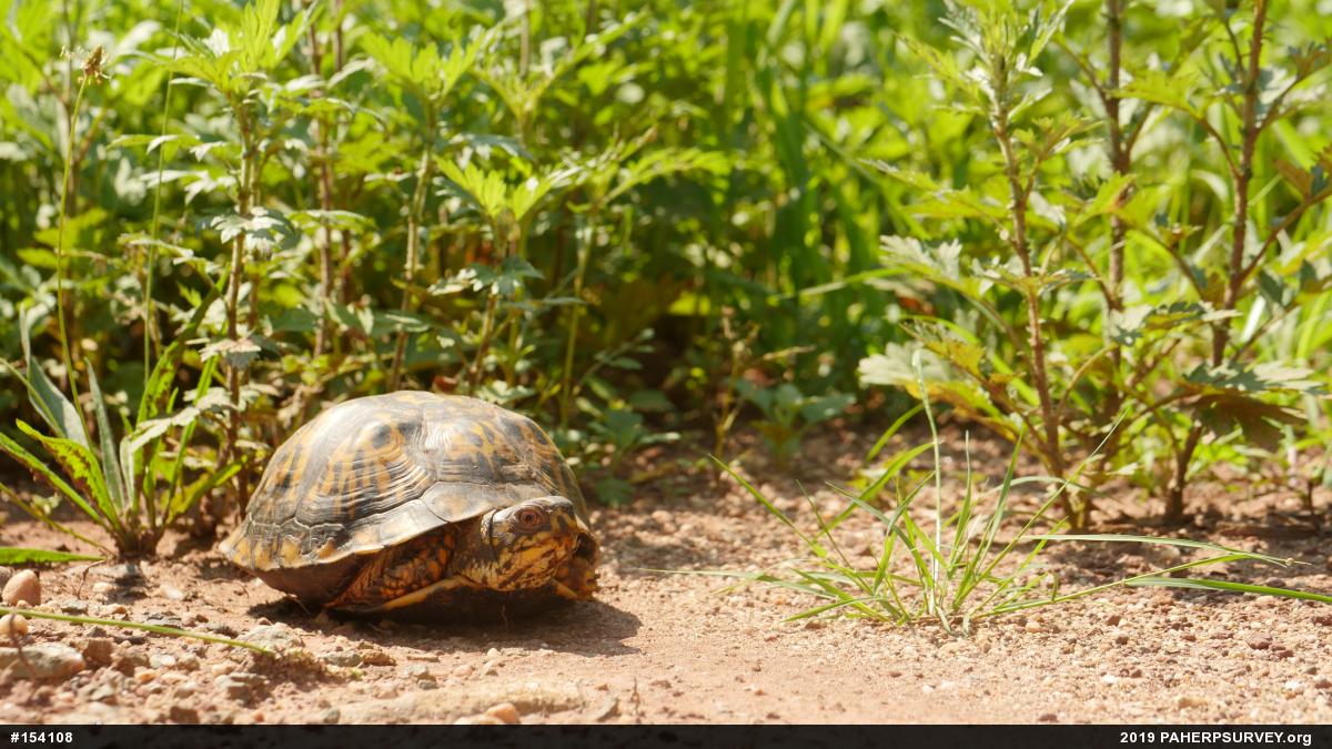 Eastern Box Turtle