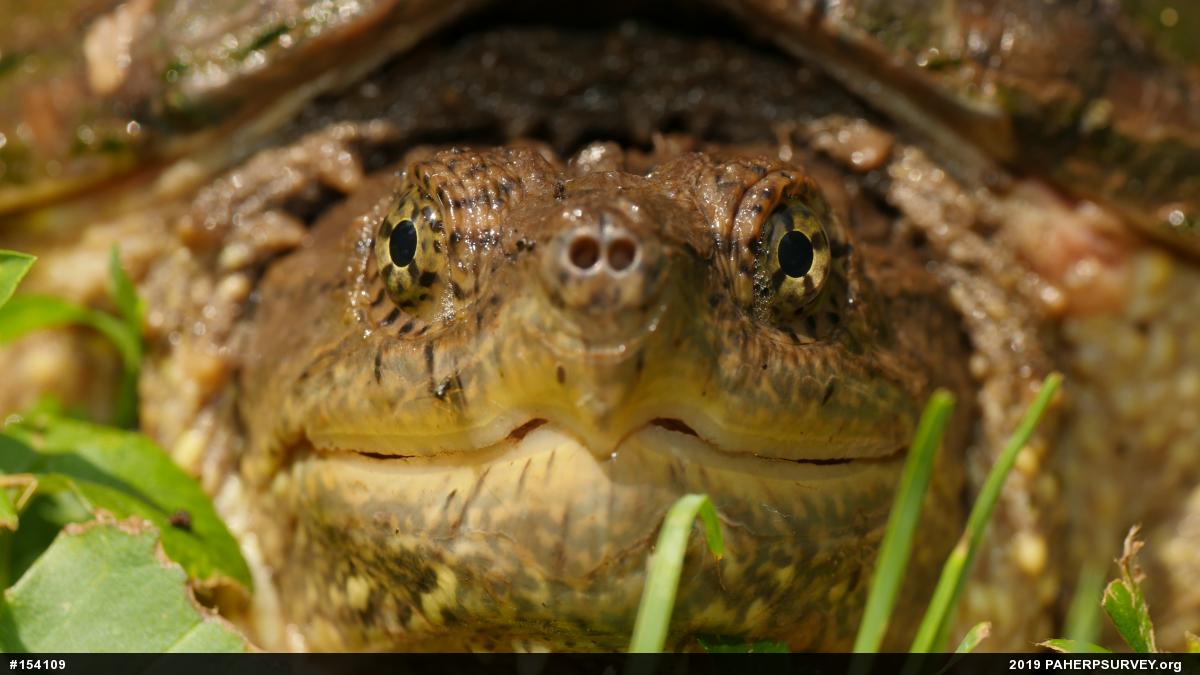 Snapping Turtle