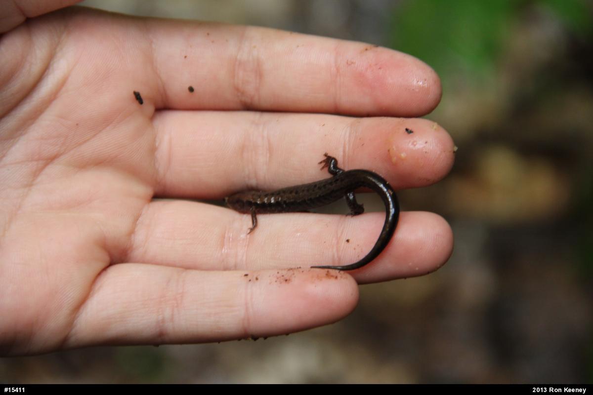 Allegheny Mountain Dusky Salamander
