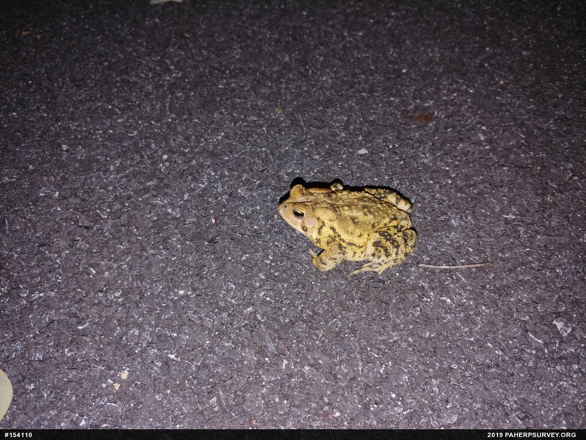 Eastern American Toad