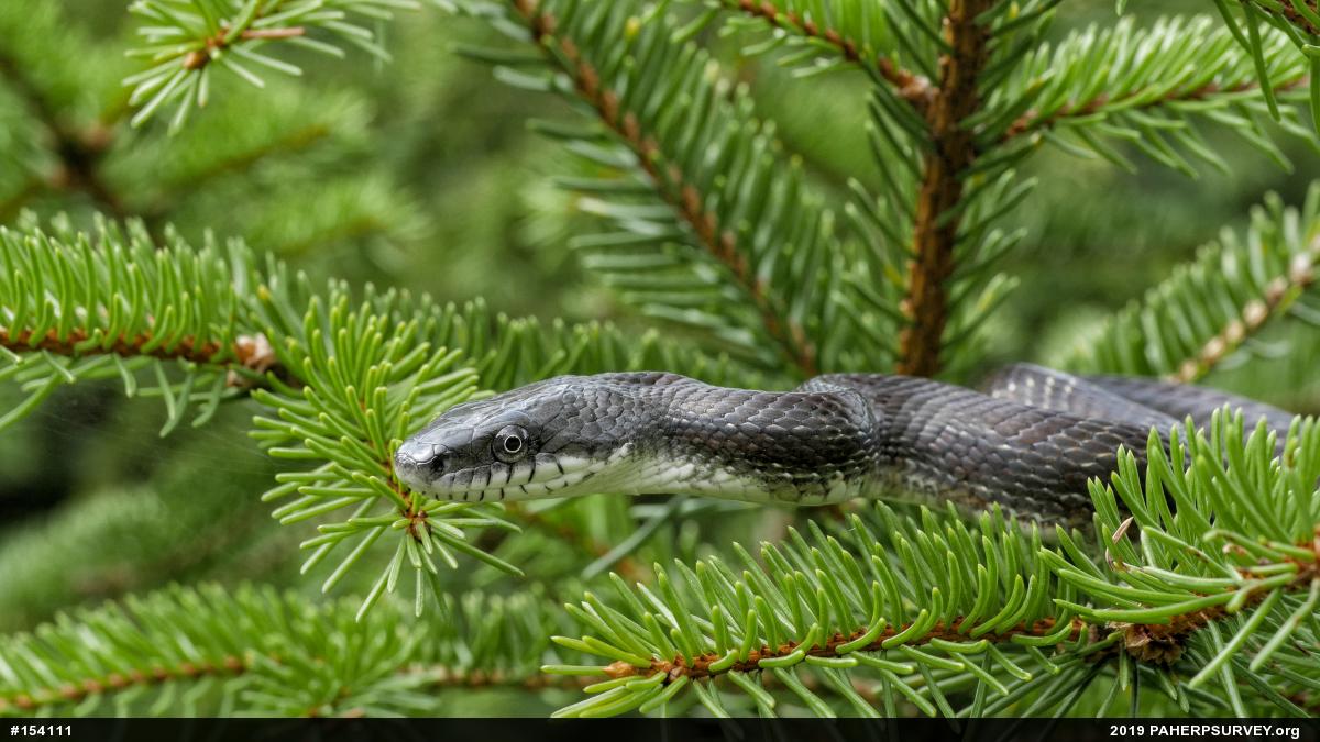 Eastern Ratsnake