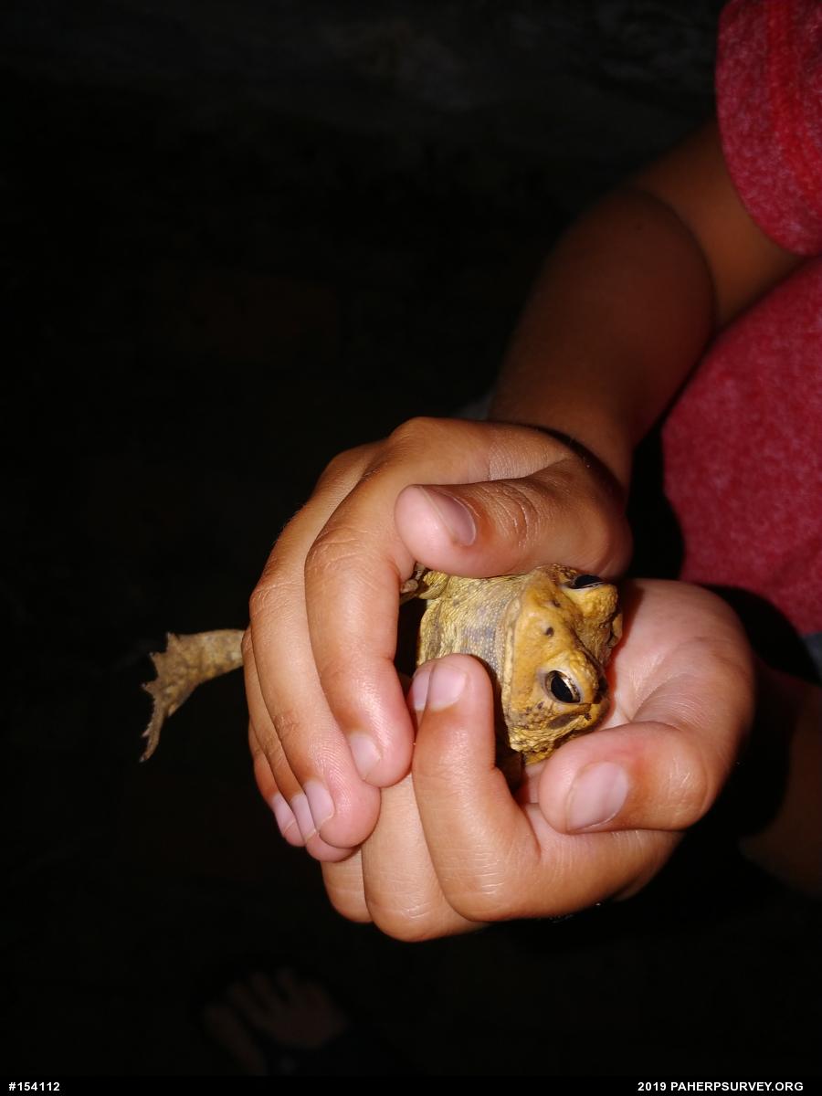 Eastern American Toad