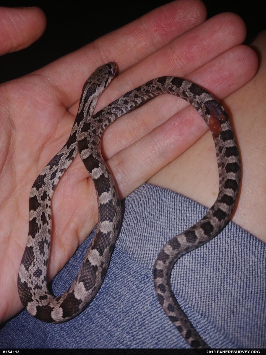 Eastern Ratsnake