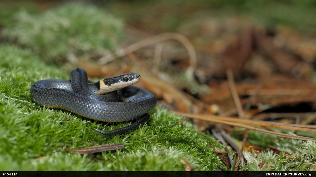 Northern Ring-necked Snake