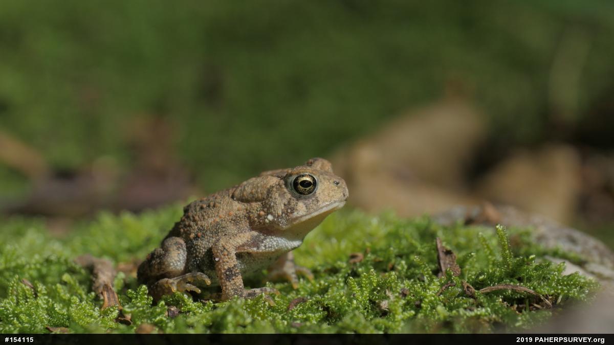 Eastern American Toad