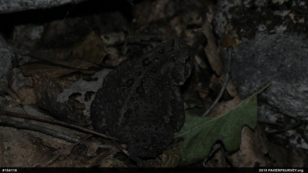 Eastern American Toad