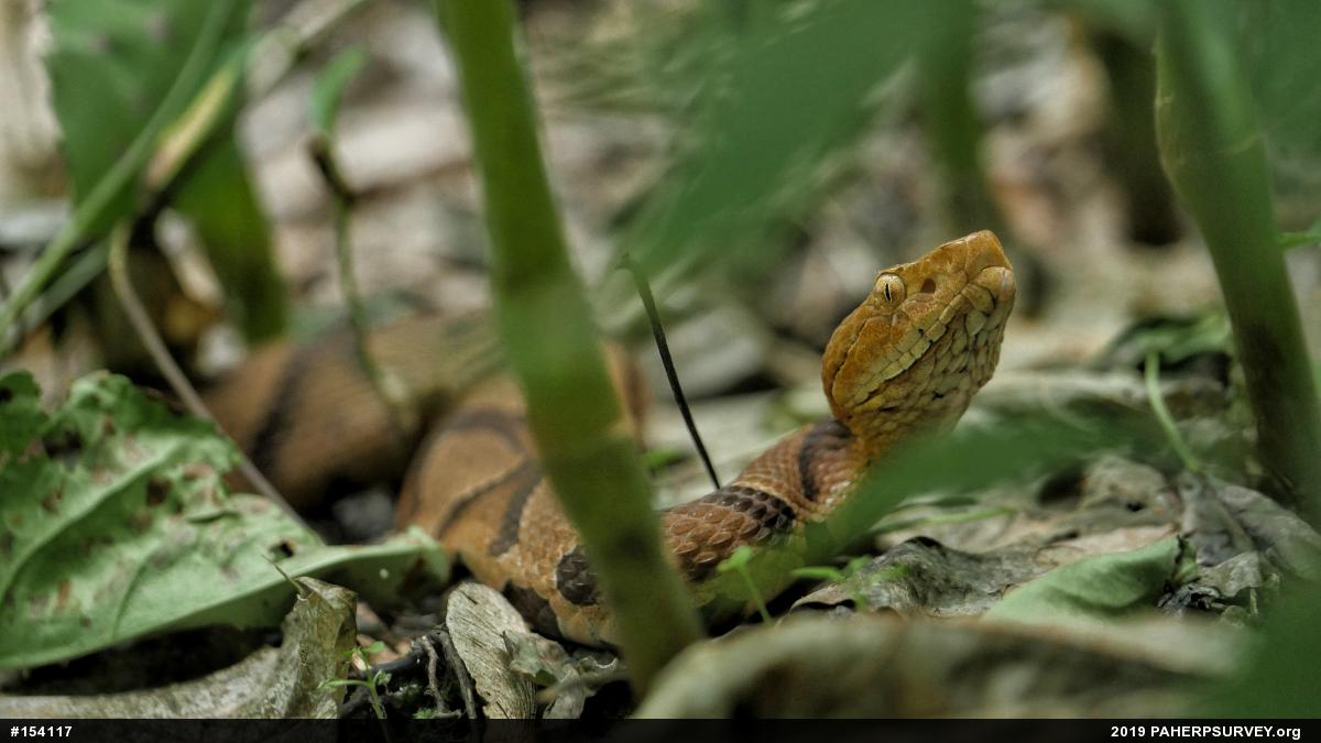 Northern Copperhead