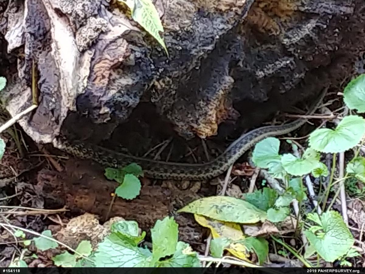 Eastern Gartersnake