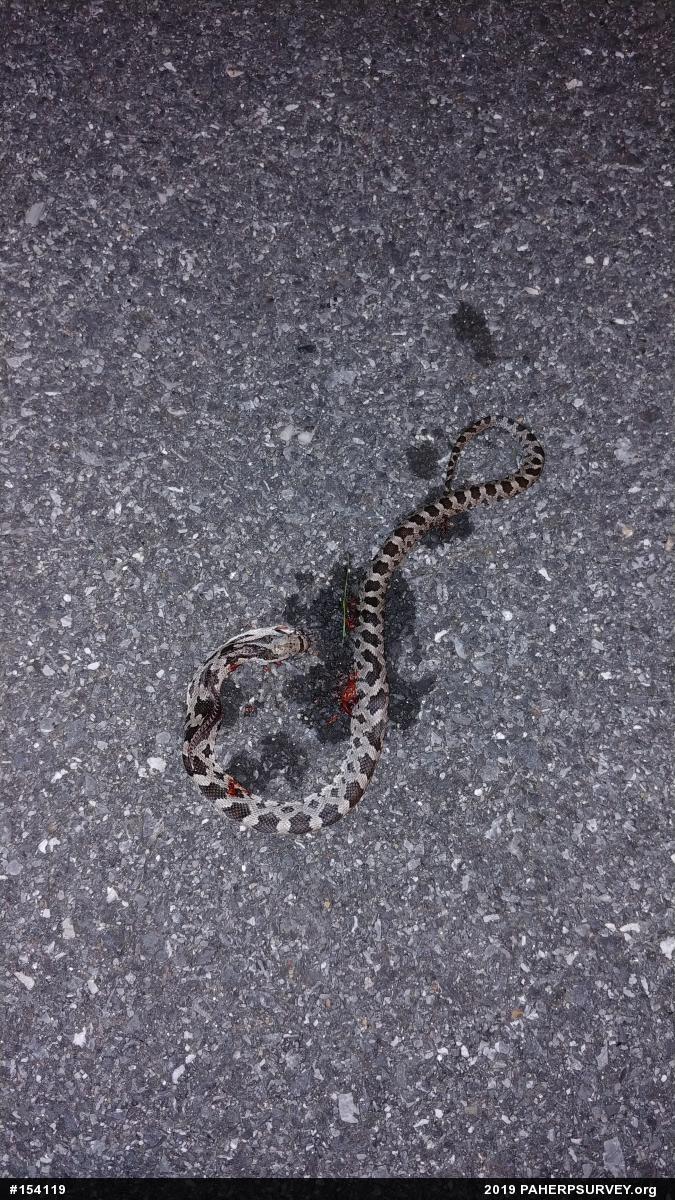 Eastern Ratsnake
