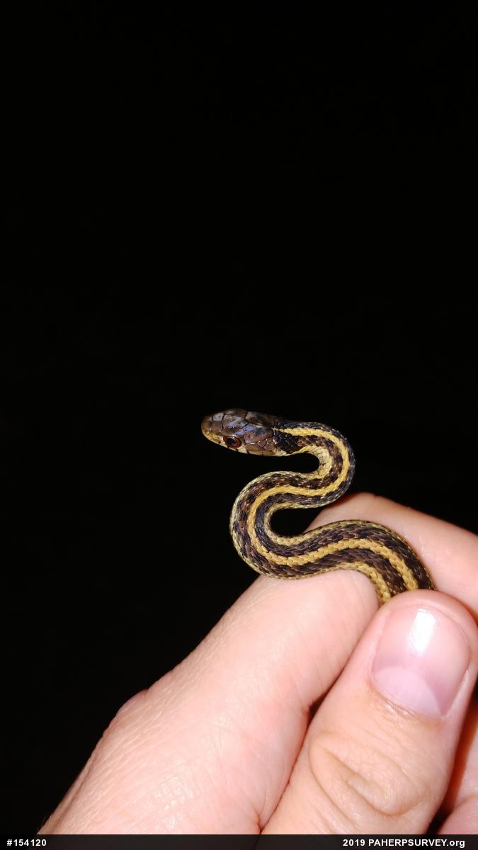 Eastern Gartersnake