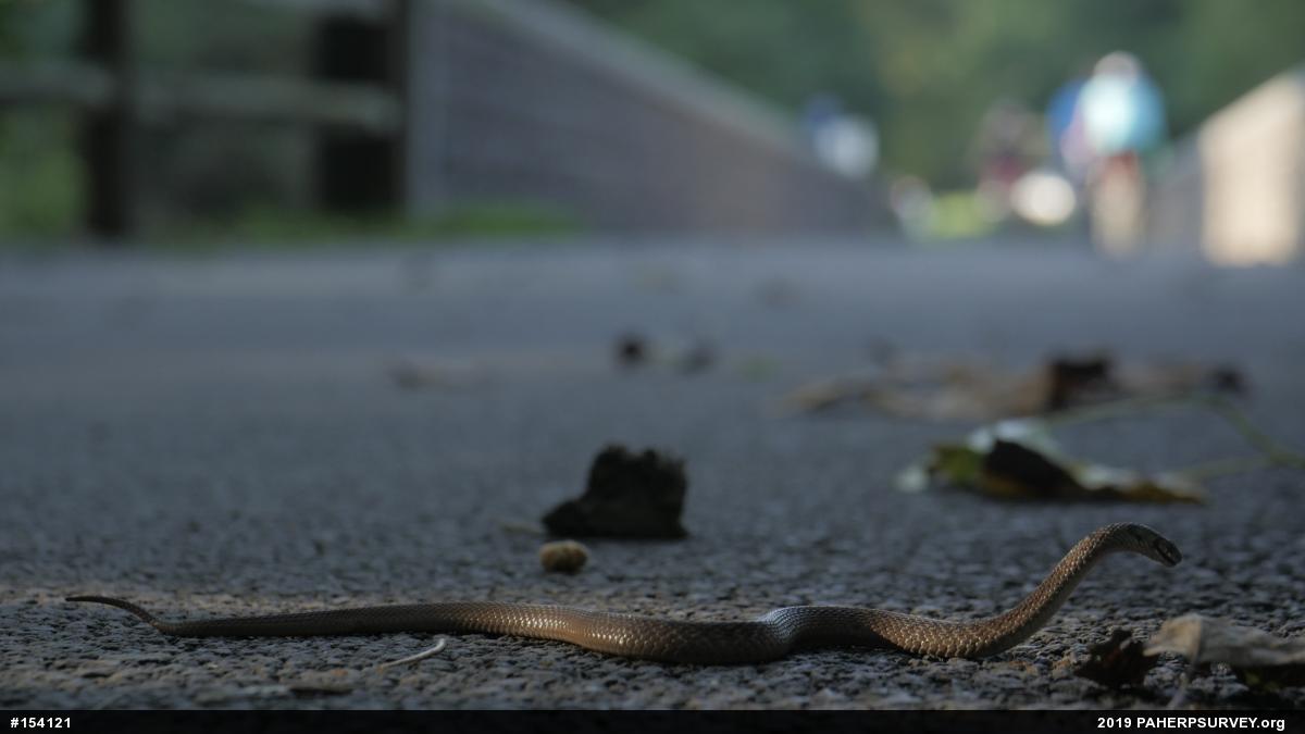 Dekay's Brownsnake