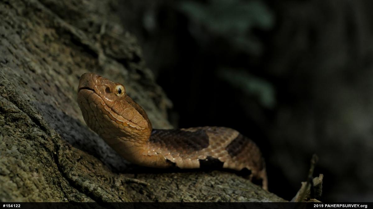 Northern Copperhead